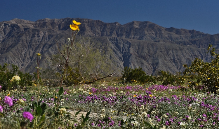 wildflowers